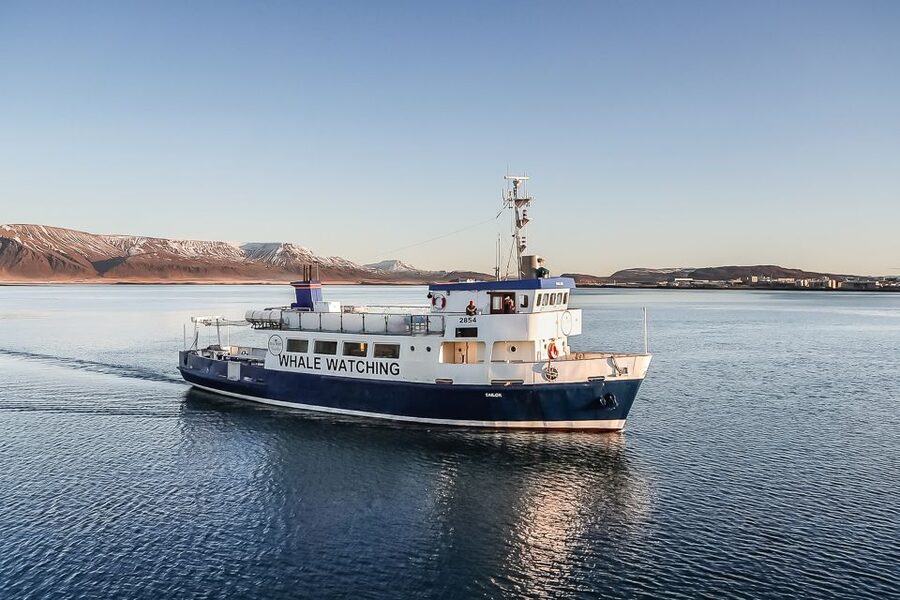 Reykjavík: Whale Watching and Marine Life Cruise - Key points to know before you book