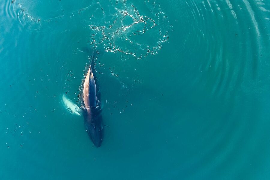 Reykjavík: Whale Watching and Marine Life Cruise - Finding whales in the open water