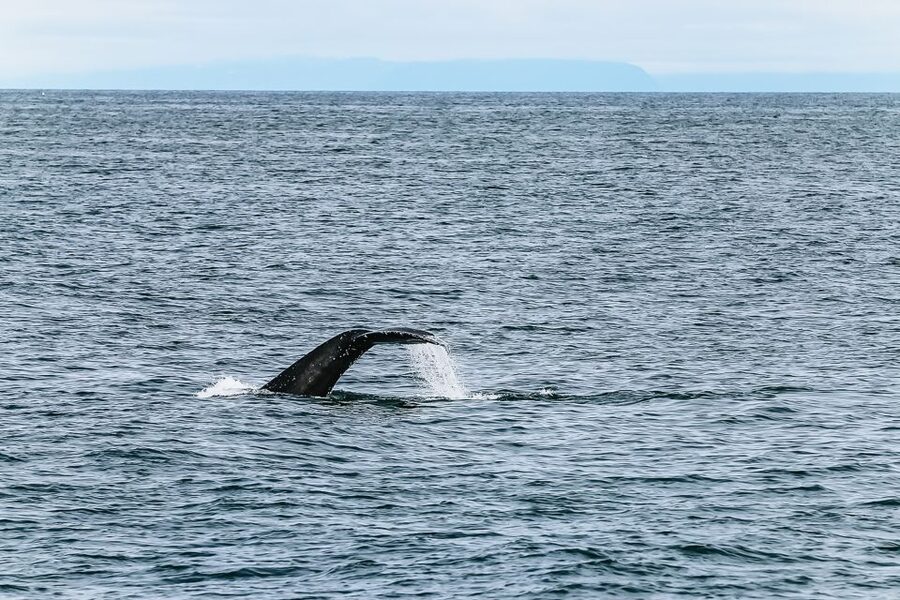 Reykjavík: Whale Watching and Marine Life Cruise - Boat comfort, group size, and viewing space