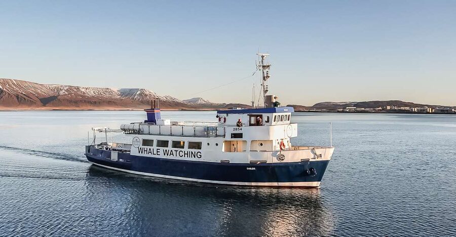 Reykjavík: Whale Watching and Marine Life Cruise - Getting to the harbor and checking in