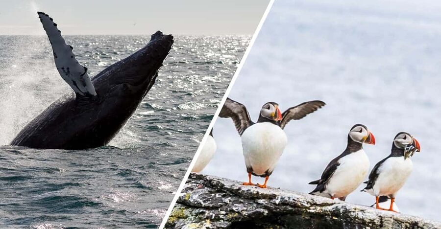 Reykjavik: Whale Watching and Puffin Excursion - The puffin islands and the smaller boat