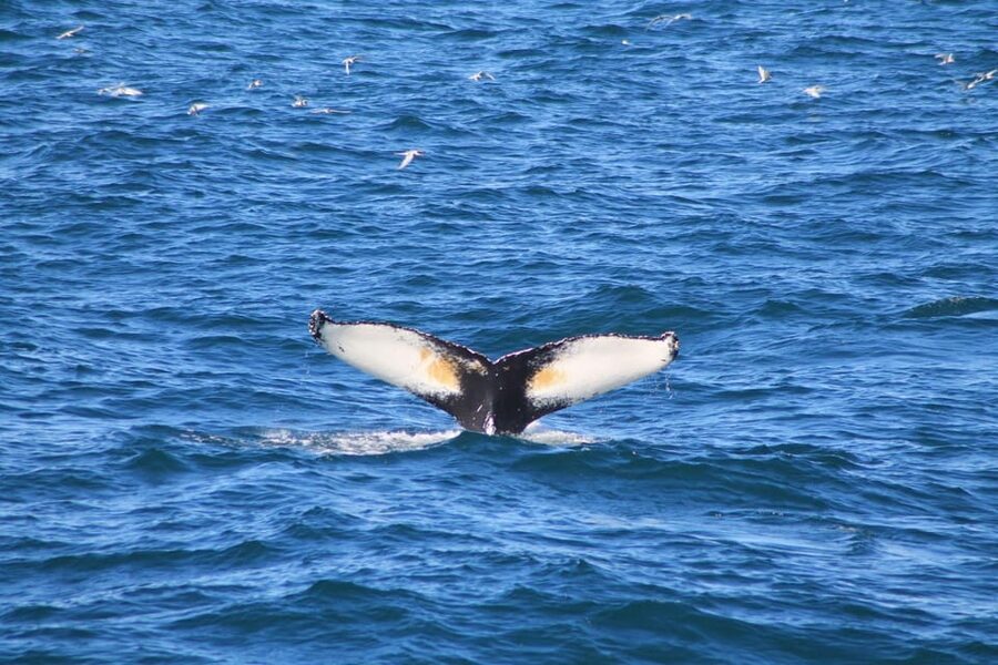 Reykjavik: Whale Watching and Puffin Excursion - How the two-part schedule works