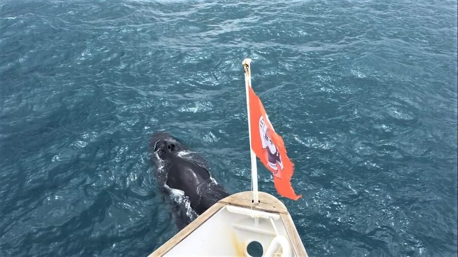 Reykjavik: Whale Watching and Puffin Excursion - What to wear and what to bring