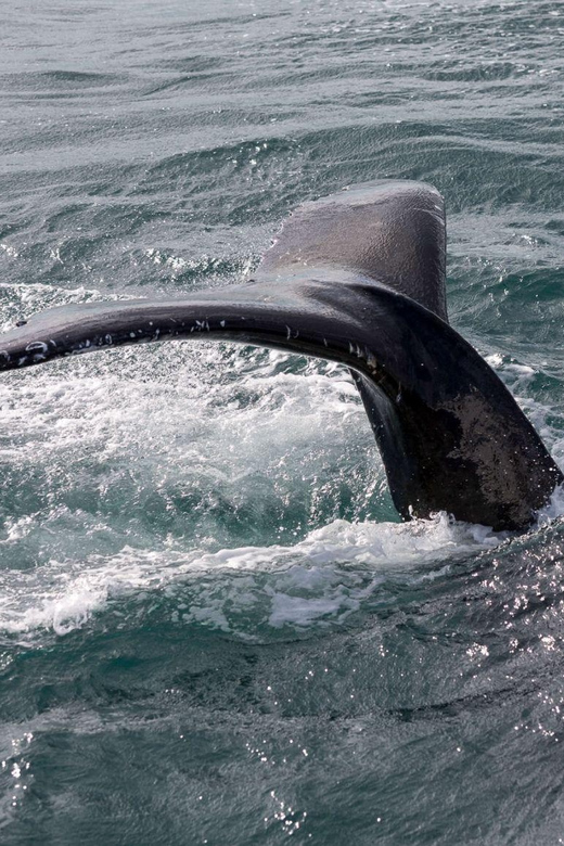 Reykjavik: Whale Watching and Puffin Excursion - Who will enjoy this most