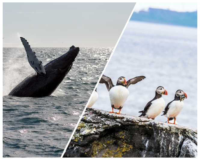 Reykjavik: Whale Watching and Puffin Excursion - Whale watching on the larger boat