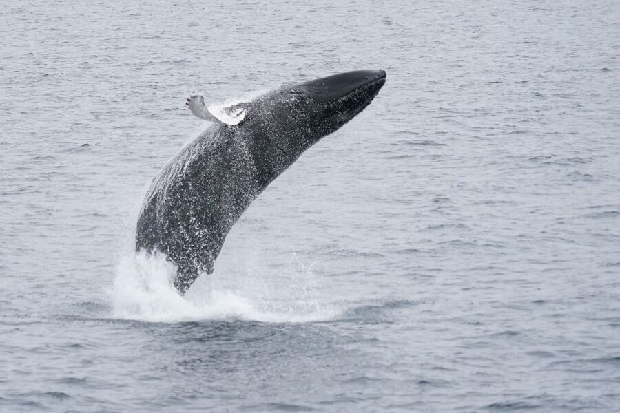 Reykjavik: Whale Watching by RIB Speedboat - How the small boat changes the whale-watching experience