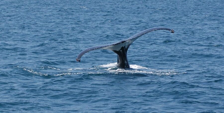 Reykjavik: Whale Watching by RIB Speedboat - Is $200 a fair price for two hours?