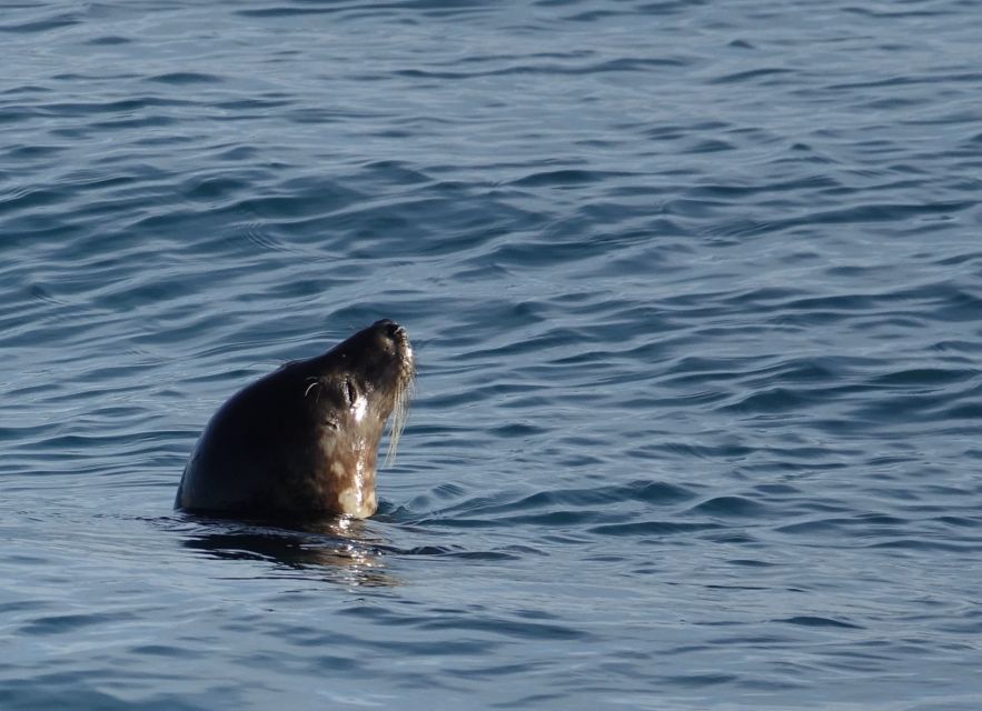 Reykjavik: Whale Watching by RIB Speedboat - Who should choose the RIB, and who should skip it?