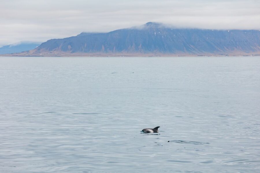 Reykjavík: Whale Watching Cruise on the Amelia Rose Yacht - Key points to know before booking