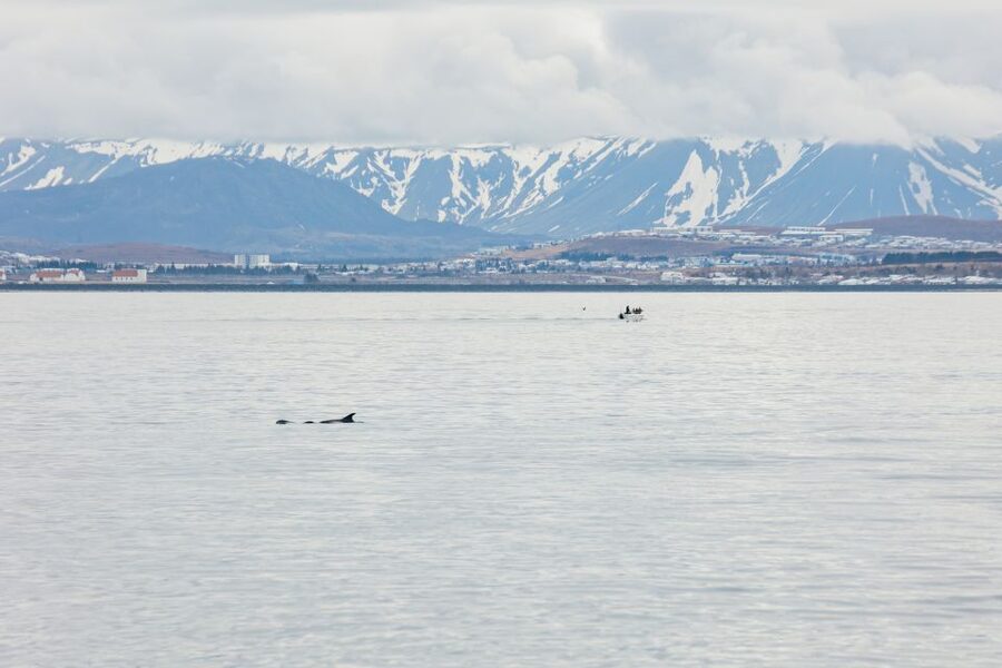 Reykjavík: Whale Watching Cruise on the Amelia Rose Yacht - Booking details worth remembering