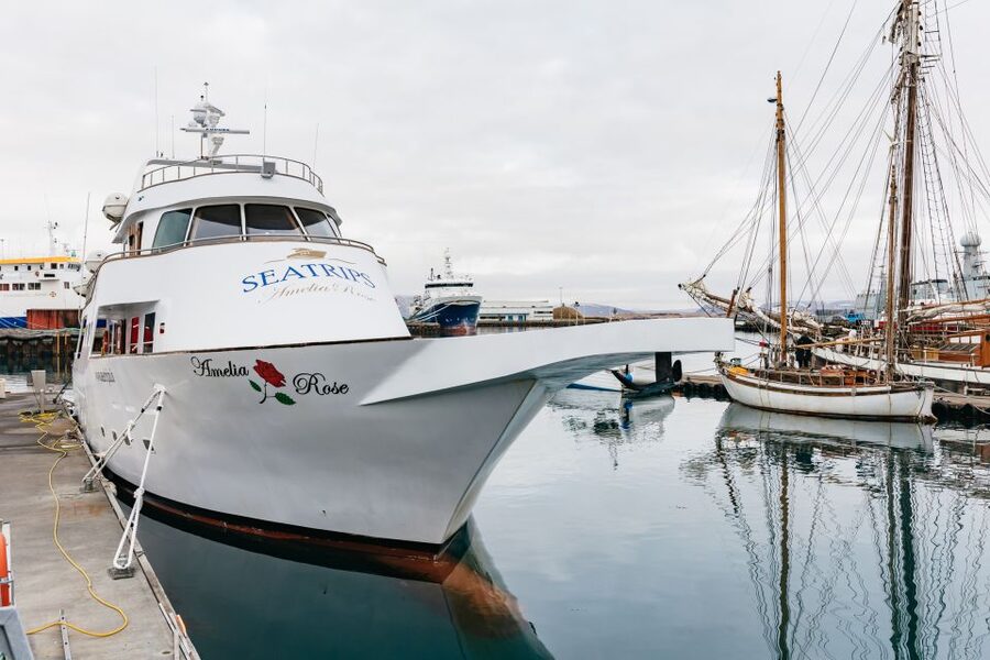 Reykjavík: Whale Watching Cruise on the Amelia Rose Yacht - Searching Faxaflói Bay for whales