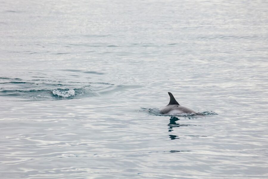Reykjavík: Whale Watching Cruise on the Amelia Rose Yacht - Is the $107 price good value?