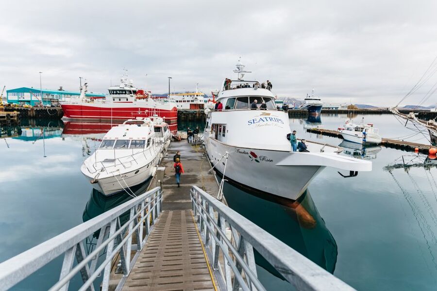 Reykjavík: Whale Watching Cruise on the Amelia Rose Yacht - Who will enjoy this cruise most?