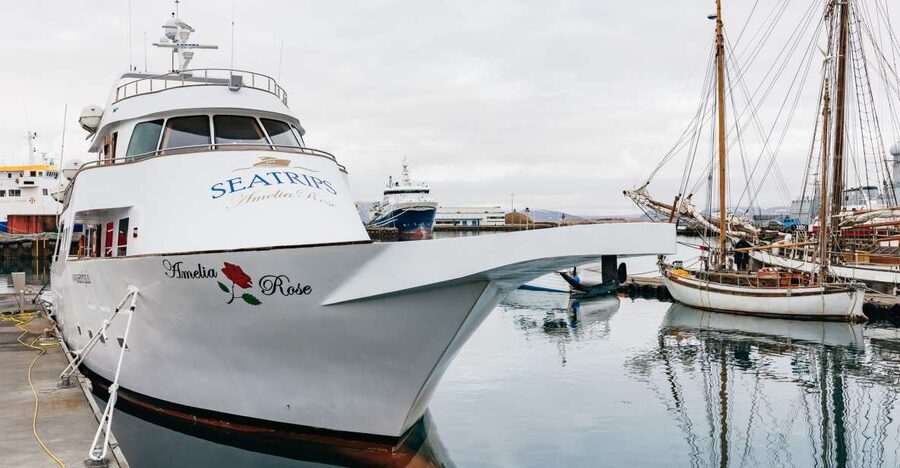 Reykjavík: Whale Watching Cruise on the Amelia Rose Yacht - What the Amelia Rose feels like on the water