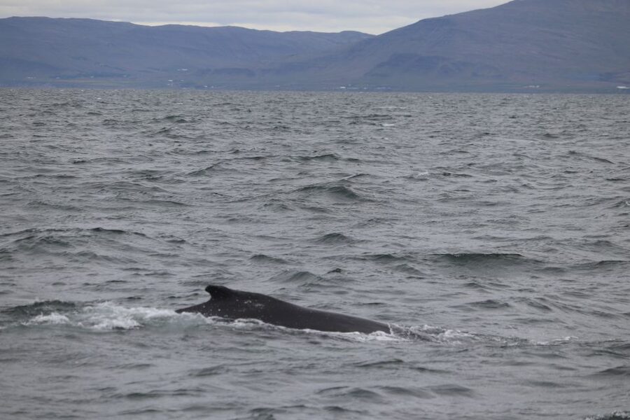 Reykjavik: Whale Watching Excursion & Whale Exhibition - Key points to know before you book