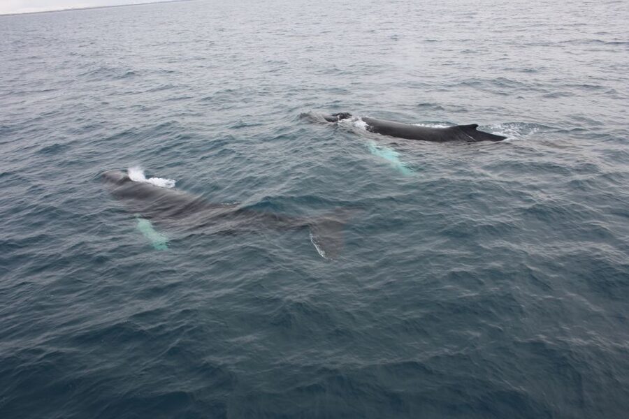 Reykjavik: Whale Watching Excursion & Whale Exhibition - Should you book the Reykjavik whale watching and museum tour?