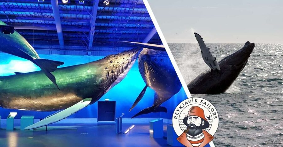 Reykjavik: Whale Watching Excursion & Whale Exhibition - From Geirsgata 11 to the open water