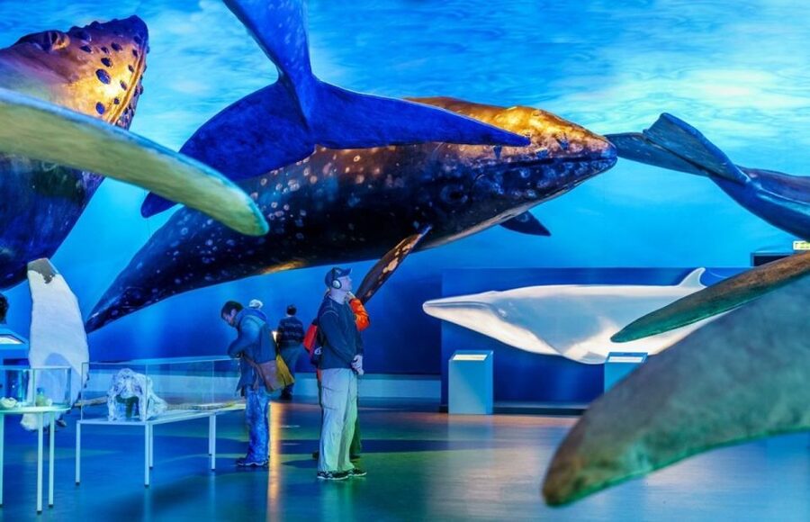 Reykjavik: Whale Watching Excursion & Whale Exhibition - What the boat facilities mean in practice