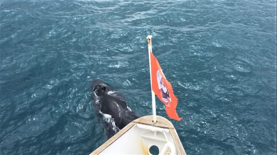 Reykjavik: Whale Watching Excursion & Whale Exhibition - Why the Whales of Iceland exhibition earns its place