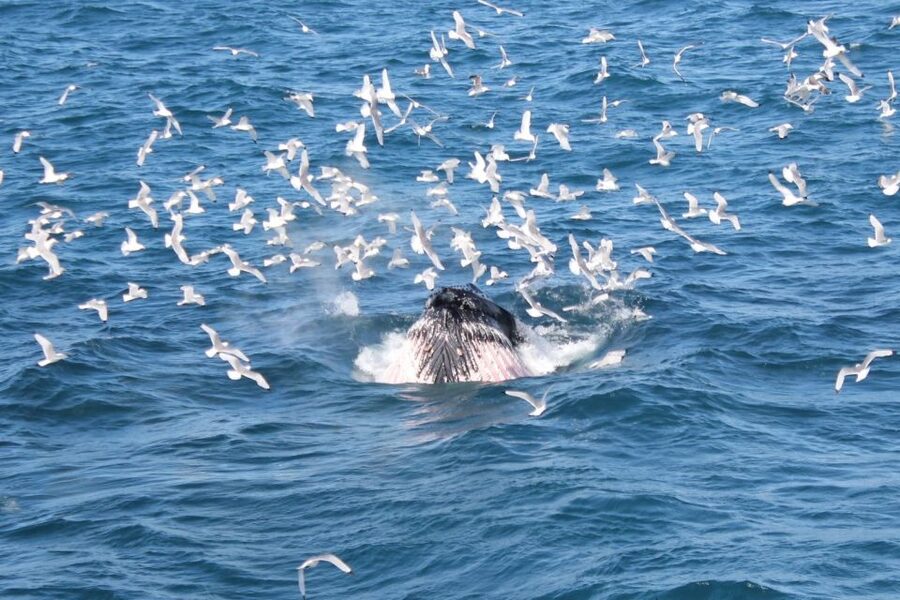 Reykjavik: Whale Watching Excursion & Whale Exhibition - The flexible museum ticket is a useful advantage