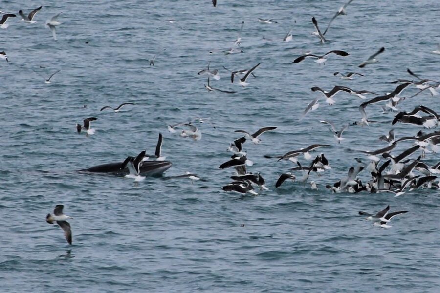Reykjavik: Whale Watching Excursion & Whale Exhibition - The price: good value for the right kind of day