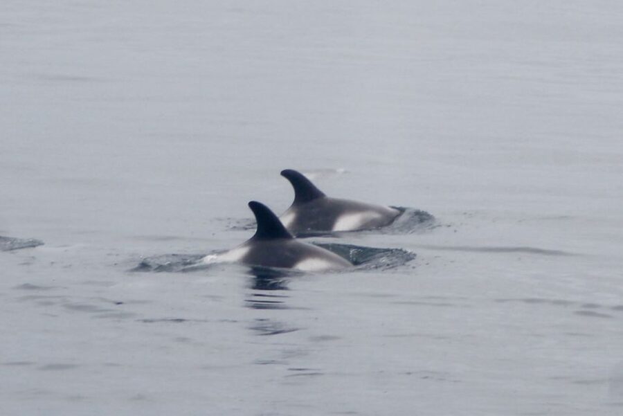 Reykjavik: Whale Watching Excursion & Whale Exhibition - When to go and how to prepare