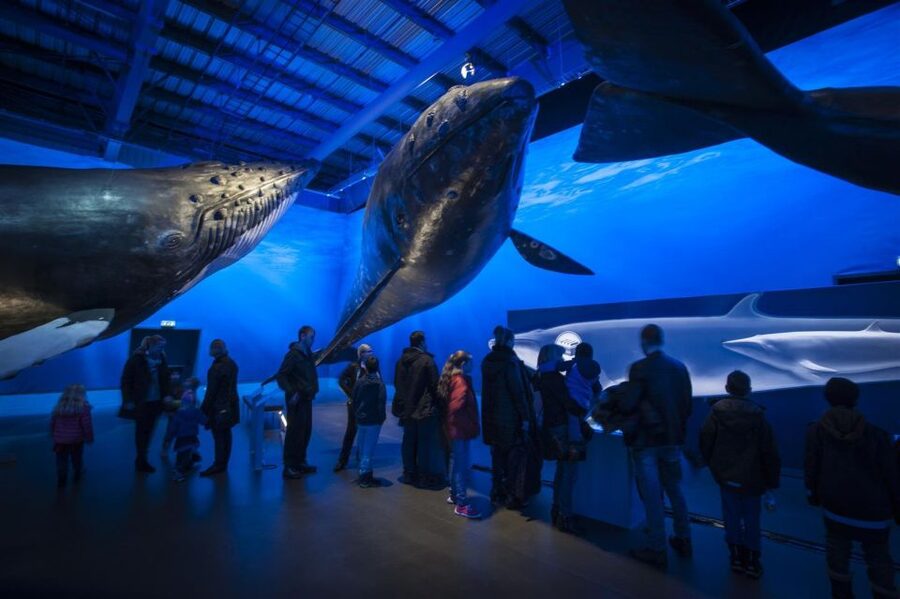 Reykjavik: Whale Watching Excursion & Whale Exhibition - Who will enjoy this most