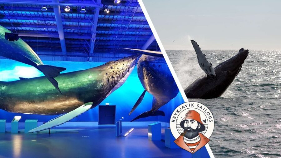 Reykjavik: Whale Watching Excursion & Whale Exhibition - Searching Faxaflói for whales and dolphins