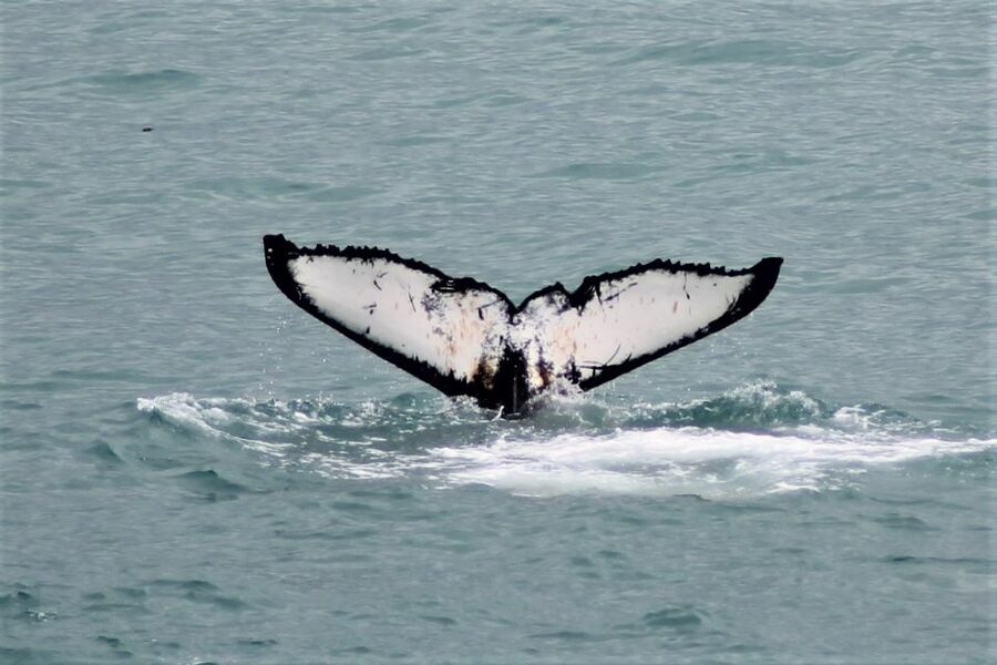 Reykjavik: Whale Watching in Faxaflói Bay & Live Lava Show - Key points to know before you book