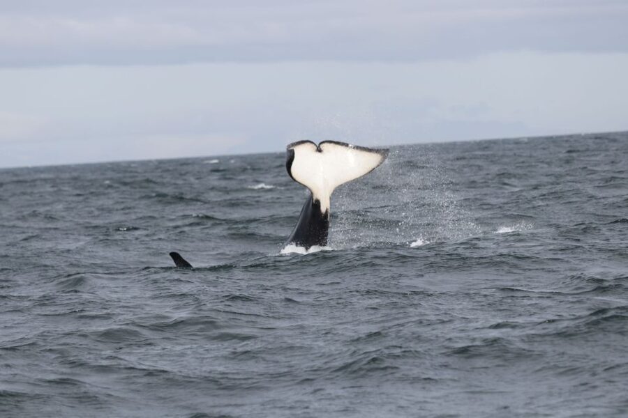 Reykjavik: Whale Watching in Faxaflói Bay & Live Lava Show - Two Iceland stories in one Reykjavik outing