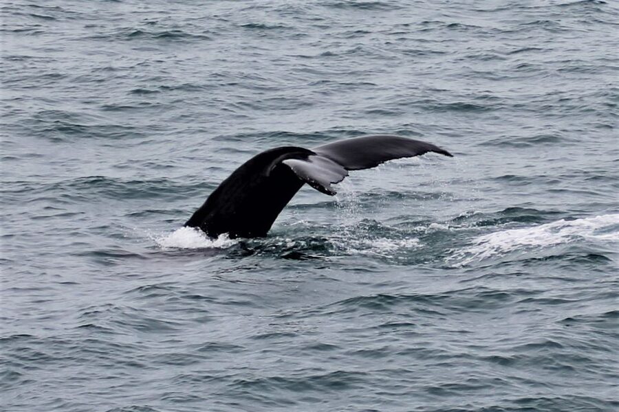 Reykjavik: Whale Watching in Faxaflói Bay & Live Lava Show - Who will get the most from this combination