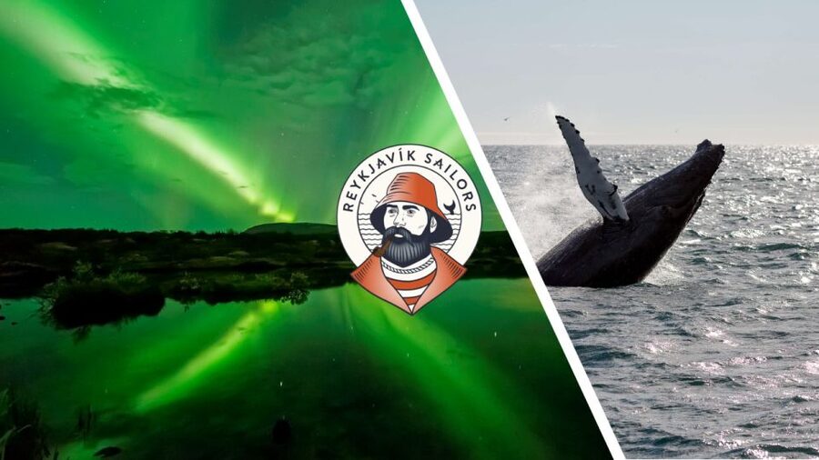 Reykjavik: Whale Watching & Northern Lights Combo Cruise - A whale cruise followed by a night at sea