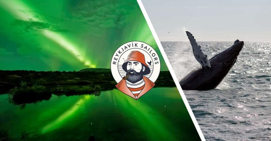 Reykjavik: Whale Watching & Northern Lights Combo Cruise - What the three-hour whale-watching portion feels like