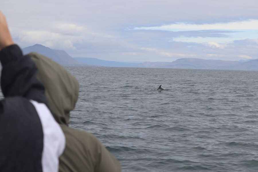 Reykjavik: Whale Watching & Northern Lights Combo Cruise - Five hours in Reykjavik between the cruises