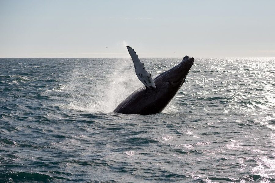 Reykjavik: Whale Watching & Northern Lights Combo Cruise - Searching for the Northern Lights from Faxaflói