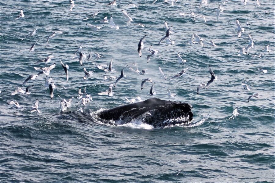 Reykjavik: Whale Watching & Northern Lights Combo Cruise - Is $205 fair for this combination?