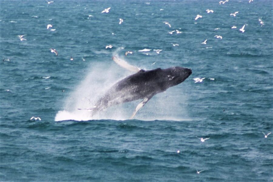 Reykjavik: Whale Watching & Northern Lights Combo Cruise - The guides make a practical difference
