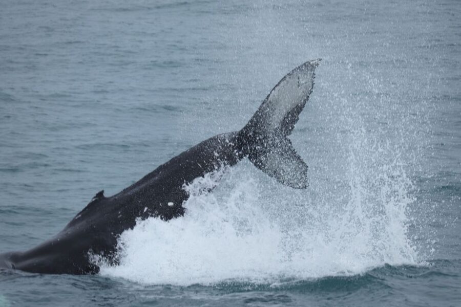 Reykjavik: Whale Watching & Northern Lights Combo Cruise - Faxaflói Bay brings the best daytime views