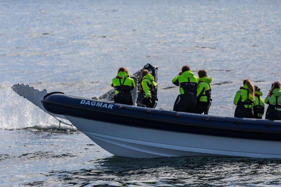 Reykjavik: Whale Watching Tour by RIB Boat - At a Glance: What Makes This RIB Trip Different