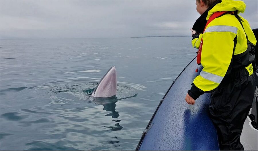 Reykjavik: Whale Watching Tour by RIB Boat - Pairing the Boat Trip With the Museum