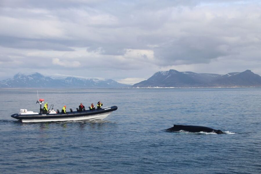 Reykjavik: Whale Watching Tour by RIB Boat - Leaving Reykjavik Marina for Faxaflói Bay