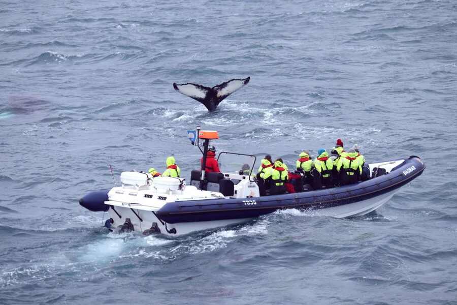 Reykjavik: Whale Watching Tour by RIB Boat - What the $194 Price Really Buys You
