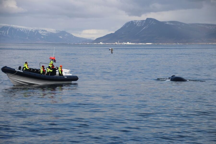 Reykjavik: Whale Watching Tour by RIB Boat - Staying Warm, Dry, and Comfortable