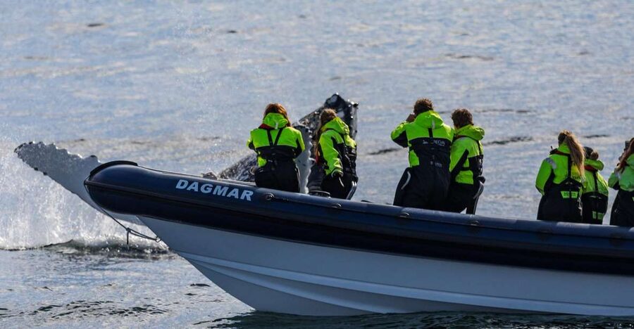 Reykjavik: Whale Watching Tour by RIB Boat - Why a RIB Can Improve Whale Watching