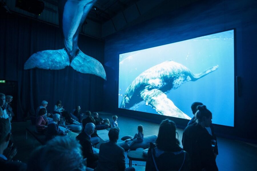 Reykjavik: Whale Watching Tour, Whales of Iceland Exhibition - Should you book it?