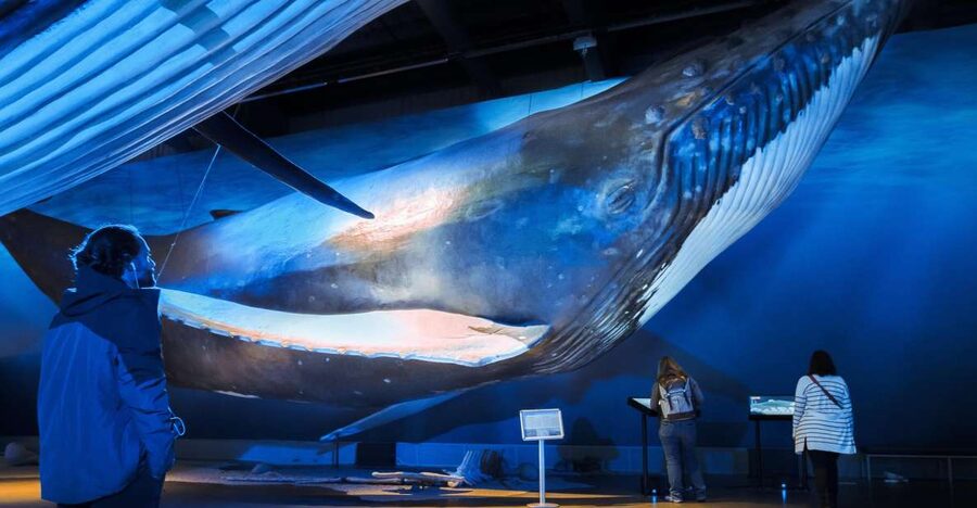 Reykjavik: Whale Watching Tour, Whales of Iceland Exhibition - Starting at Reykjavík’s Old Harbor