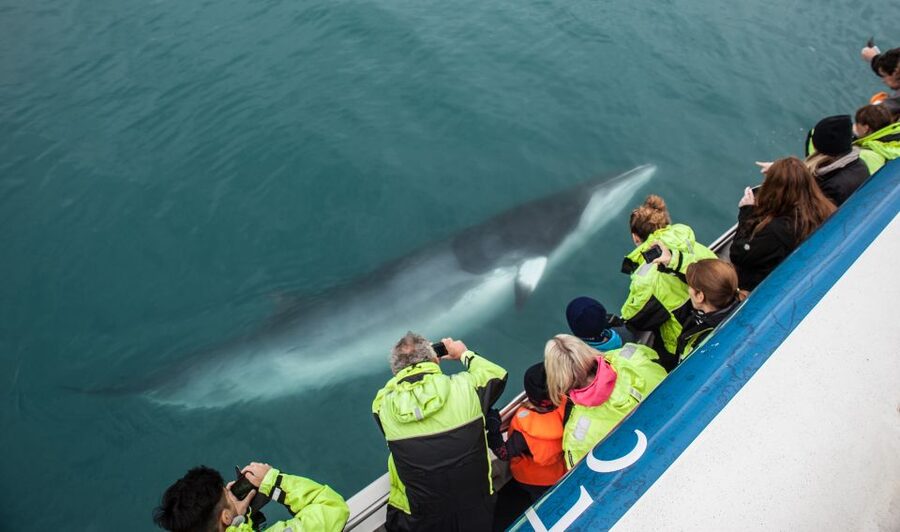 Reykjavik: Whale Watching Tour, Whales of Iceland Exhibition - Choosing the order of your two activities