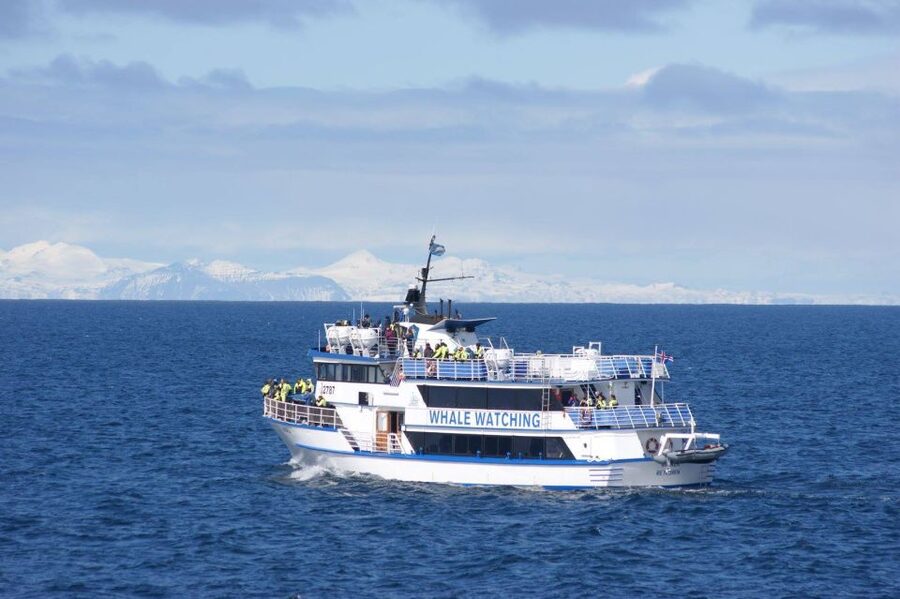 Reykjavik: Whale Watching Tour, Whales of Iceland Exhibition - Is the $123 price fair?