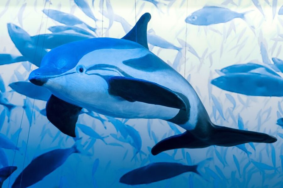 Reykjavik: Whale Watching Tour, Whales of Iceland Exhibition - Best times, clothing, and planning advice