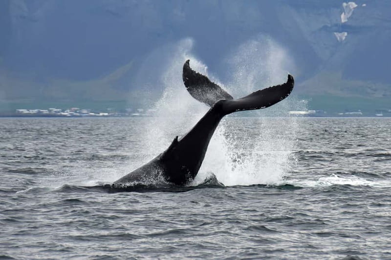 Reykjavik: Whale Watching Tour with Expert Guide - Leaving Reykjavik from the Old Harbour